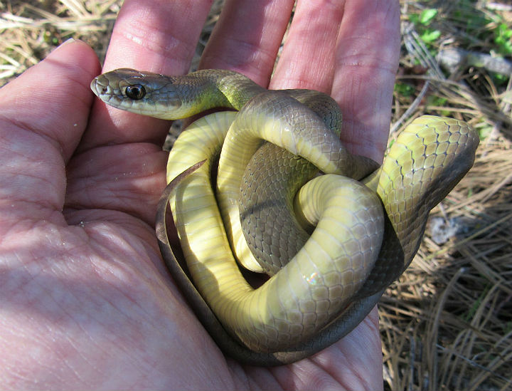 Yellowbelly Racer